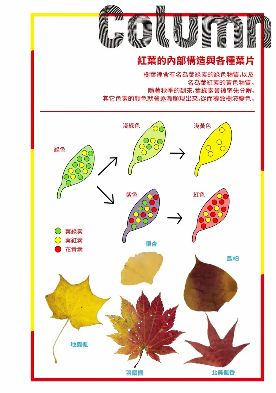 野生动物竟在我身边 秋 第21页